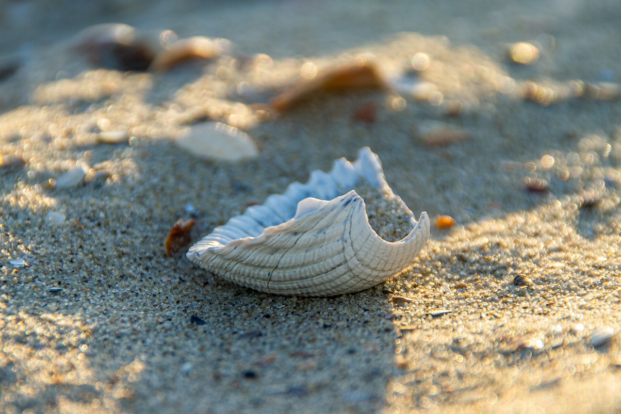 cockle, shell, beach
